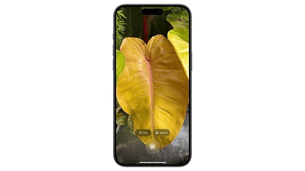 A close-up of a large yellow leaf with water droplets, displayed on a smartphone screen.